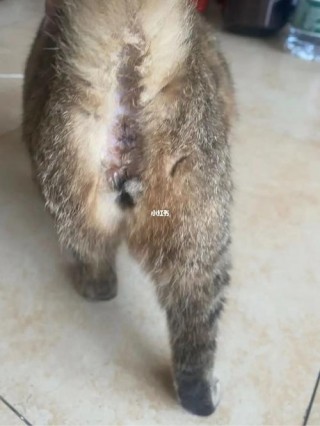 猫咪羊水什么颜色，（猫羊水是什么颜色）