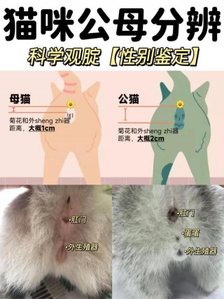 猫咪怎么区分公母，（猫咪怎么区分公母图解大全）