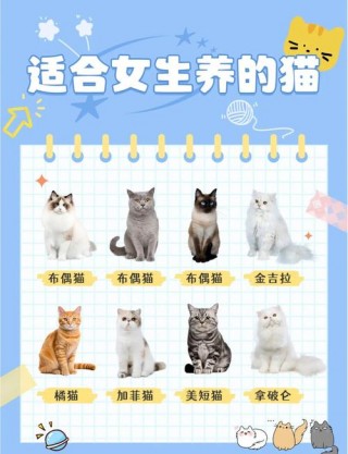 什么猫咪最可爱？什么猫咪最可爱比较好养最乖巧（最新）