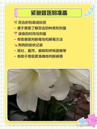 百合花对狗狗有害吗，百合花对狗狗有害吗视频？