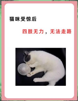 受惊吓的猫咪如何安抚，受到惊吓的猫咪？