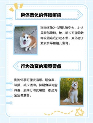 狗狗怀孕会嗜睡吗？狗狗怀孕后是否特别喜欢睡觉（最新）