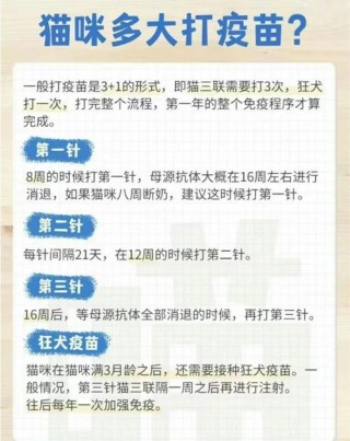 猫咪多久可以打疫苗，（猫咪多久打疫苗比较好）