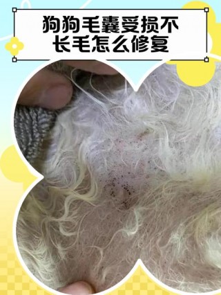 狗狗毛囊受损怎么修复，狗狗毛囊受损怎么治疗？