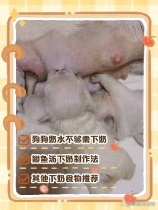 狗狗妊娠期多久，（狗狗妊娠期症状及护理）