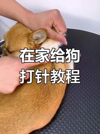 怎样给狗狗打针，给狗狗打针的正确方法？