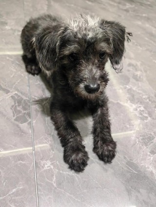 泰迪狗狗六个月尴尬期，（泰迪六个月以后还长吗）