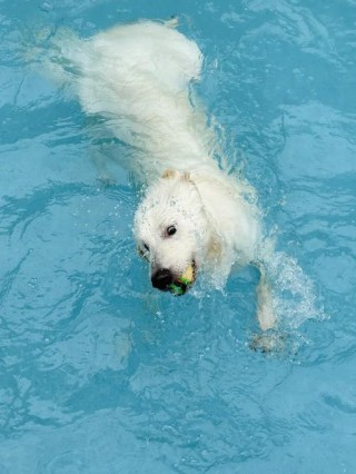 狗狗可以在海里游泳吗，（狗狗能在海里游泳吗）