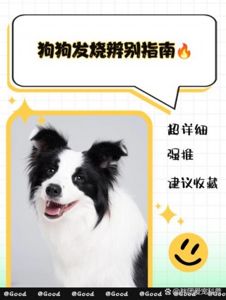 怎么判断狗狗是否感冒？怎么判断狗狗是否感冒发烧（最新）