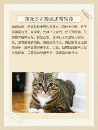 猫咪肚子鼓鼓的，（猫咪肚子鼓鼓的硬硬的,能吃能喝能拉）