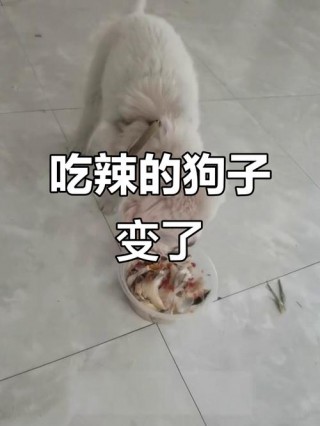 狗狗吃了辣椒会怎么样，（狗狗如果已经吃了辣椒会怎样）