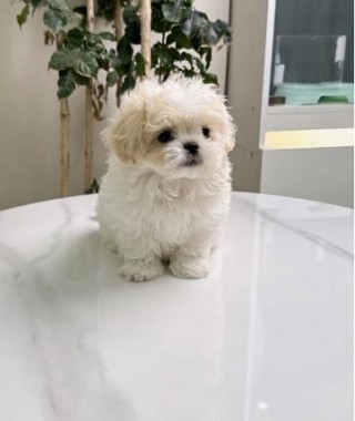 狗狗能吃蒜苗吗？狗狗能吃蒜苗吗有毒吗（最新）