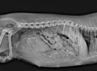 狗狗怀孕可以洗澡吗，小狗头胎一般生几个？