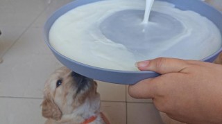 狗狗可以喝牛奶粉吗，（狗狗羊奶粉排名第一名）