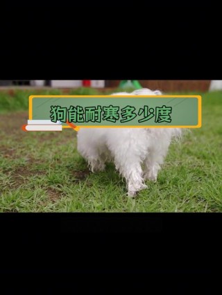 35度了狗狗能承受吗，狗狗35度气温会中暑吗？