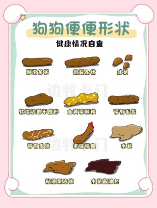 狗狗拉血了怎么办？狗狗拉血了怎么办吃什么药（最新）