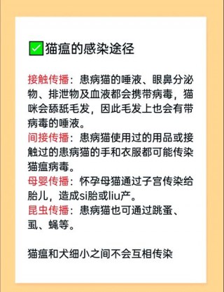 猫咪得猫瘟怎么办，猫咪得猫瘟怎么办能治好吗？