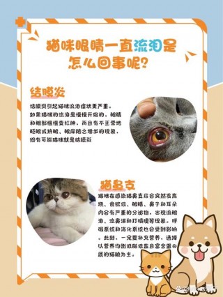 猫咪流眼泪怎么办？猫咪感冒流眼泪吃什么药（最新）