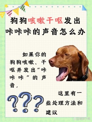 狗狗卡住了怎么办？狗狗卡住了怎么办视频（最新）