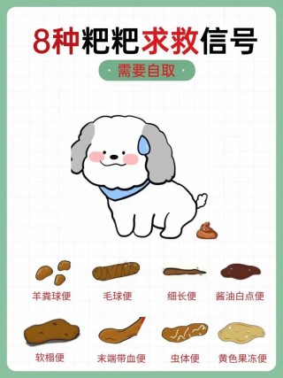 狗狗吃自己的便便怎么办，狗狗吃自己的便便是怎么纠正？