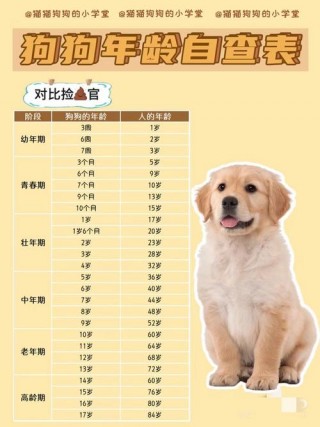 怎么看出狗狗的年龄？怎样看看狗狗的年龄（最新）
