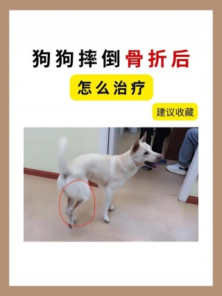 狗狗骨折了还能走路吗，狗狗骨折后会有影响以后的生活吗？