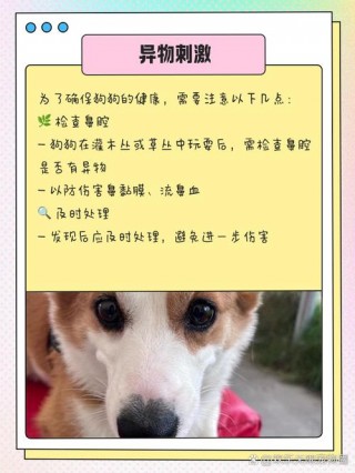 狗狗流鼻血是什么原因，狗狗流鼻血是什么原因引起？