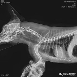 狗狗被鱼刺卡住的表现？狗狗被鱼刺卡喉咙怎么办（最新）