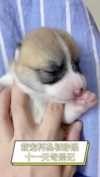 小狗狗生下来几天睁眼，小狗狗生下来几天睁眼睛？