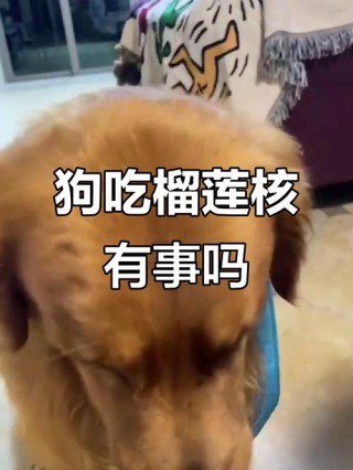 狗狗能吃榴莲核吗，（狗可以吃榴莲?）
