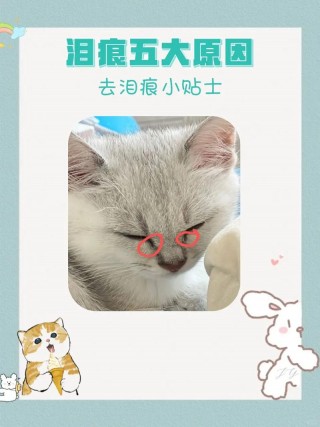 猫咪为什么会有泪痕，宠物猫为什么会有泪痕？