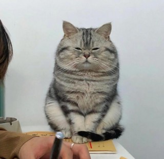 猫咪发腮是什么意思？猫咪发腮好不好（最新）