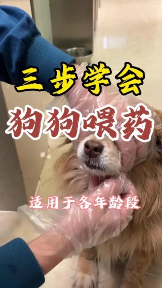 怎么让狗狗吃药，怎么让狗狗吃药不吐？