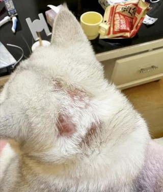 猫咪皮肤病有哪些？猫咪皮肤病有哪些种类（最新）