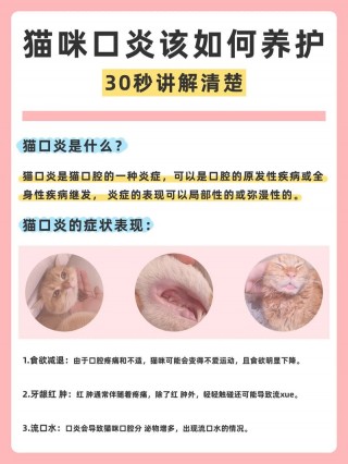 猫咪口炎好转征兆，（猫咪口炎好转征兆图片）
