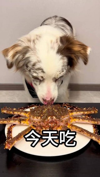螃蟹狗狗能吃吗？狗可以吃螃蟹肉吗?（最新）