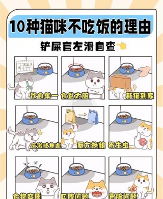 猫咪几天不吃饭会饿死，猫咪不吃已经六七天了怎么办？