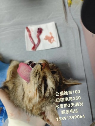 猫咪消炎针一般打几天？猫的消炎针持续多久（最新）