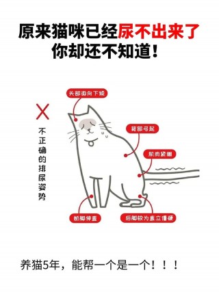 猫咪自闭症的表现，猫咪恨主人的十种表现？