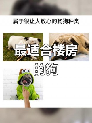最适合家养的狗狗，最适合家养的狗狗排名？
