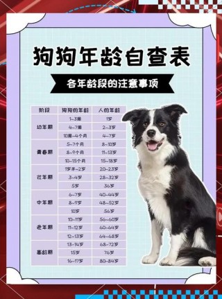 狗狗年龄换算表，（狗狗年龄换算表准确）