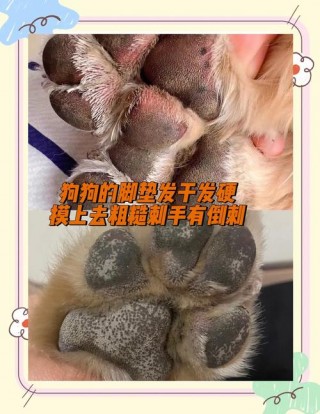 狗狗脚干裂怎么处理，狗狗脚干裂怎么回事？