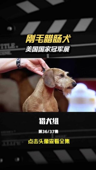 给狗狗取个名字，（给狗狗取个名字叫什么好）