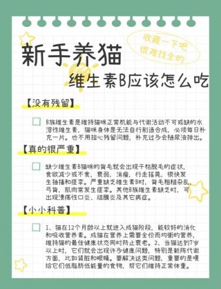 猫咪可以吃维生素b吗，（猫猫能吃维生素b吗）