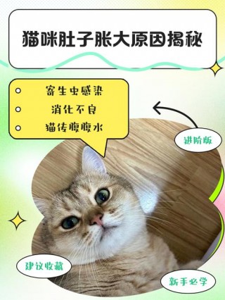 猫咪肚子大怎么回事，猫咪肚子大是什么情况？