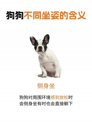怎么训练狗狗坐下，怎么训练狗狗坐下和握手比熊犬？