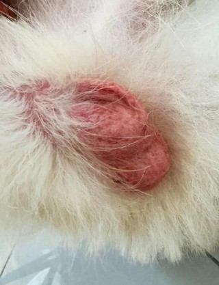狗狗蛋蛋破皮了怎么办？狗狗的蛋蛋皮破了怎样处理?（最新）
