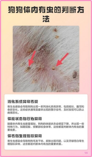 怎么看狗狗有没有寄生虫？如何看狗狗是否有寄生虫（最新）