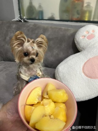 狗狗可以吃人参果吗？狗狗可以吃人参果吗m（最新）