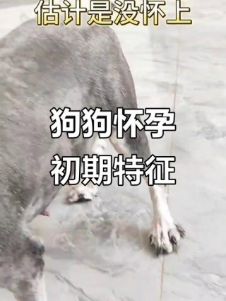 狗狗怀孕最明显的征兆，（狗狗怀孕163天变化）
